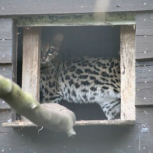 Margay