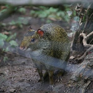 Azara's agouti