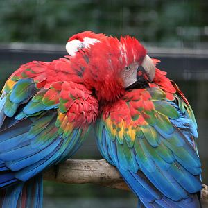 Hybrid scarlet x green winged macaws