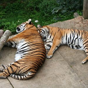 Tigers