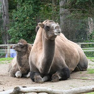Bactrian camel and calf 'Delilah'