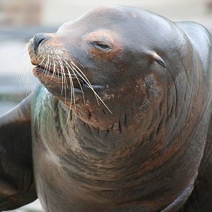 California sea lion bull