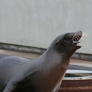 California sea lion cow catching fish