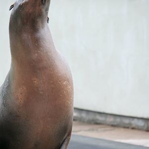 California sea lion cow catching fish