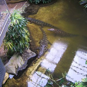 South African Nile Crocodile (Crocodylus niloticus cowiei)