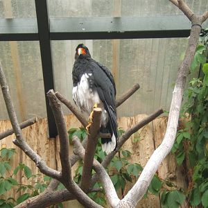 Mountain Caracara (Phalcoboenus megalopterus)