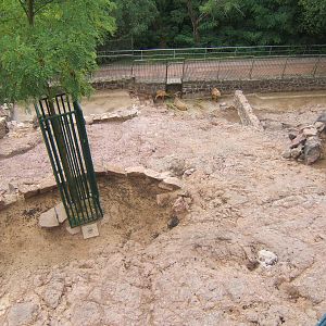 West Caucasian Tur (Capra caucasica)