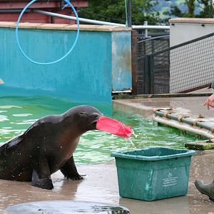 California sea lion 'recycling'