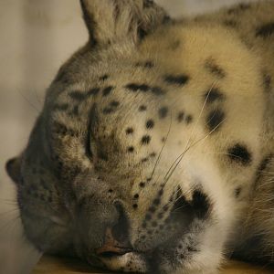 Snow leopard