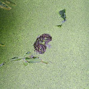 Spot the American alligator