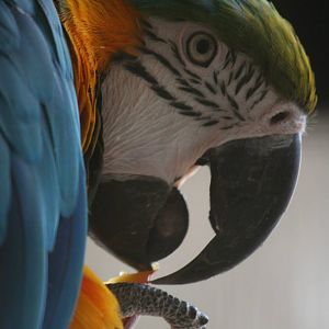 Blue and Yellow macaws