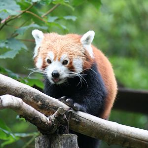 Red panda