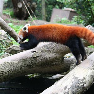 Red panda leap