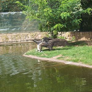 Crested Screamer and Giant Anteater exhibit