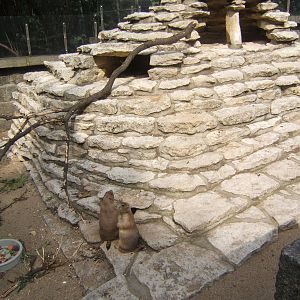 Black-tailed Praire Dog exhibit view