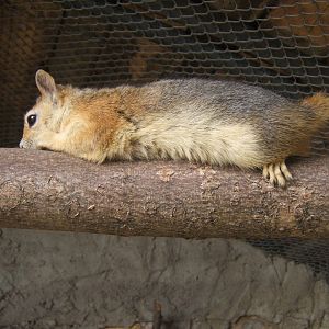 Caucasian Squirrel (Sciurus anomalus)