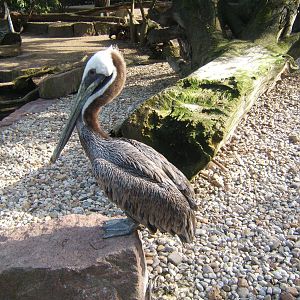 Californain Brown Pelican (Pelecanus occidentalis californicus)