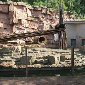 Asiatic Black Bear enclosure