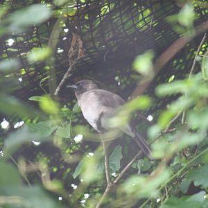 Unknown bird, ID please?