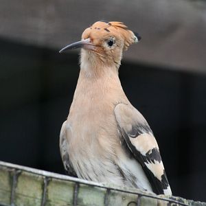 Common hoopoe