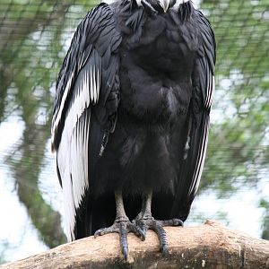Andean condor