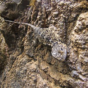 Tree Runner(Plica plica)