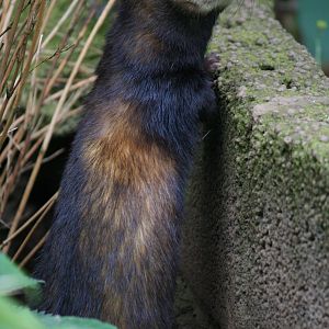 European polecat