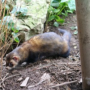 European polecat