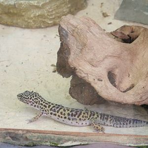 Natural leopard gecko