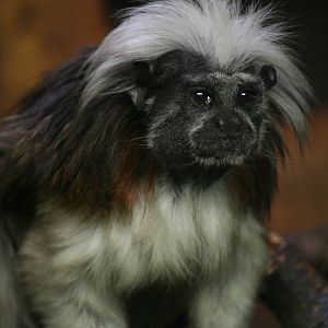 Cottontop tamarin
