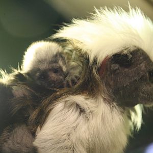 Cottontop tamarin with baby