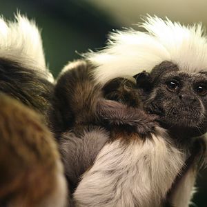 Cottontop tamarin with baby