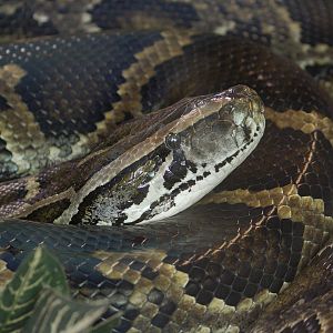 Burmese python