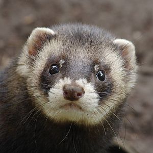 European polecat