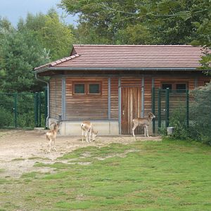 Marco Polo Sheep (Ovis ammon polii)