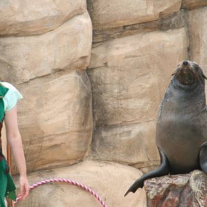 South African fur seal 'Wendy' with 'Peter Pan' presenter