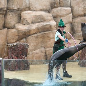 South African fur seal jumping hoop