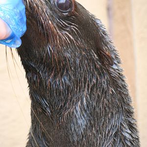 South African fur seal