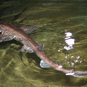 Spotted dogfish