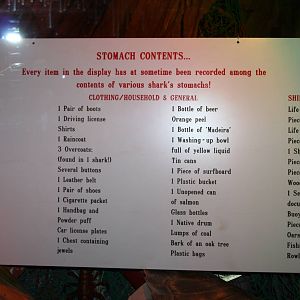 Shark tunnel signage