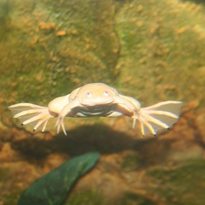 African clawed frog