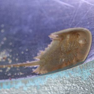 Strange, triop-like creature