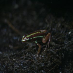 Epipedobates anthonyi