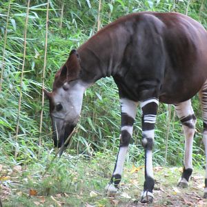 Congo Gorilla Forest