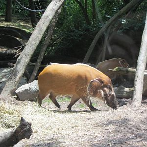 Congo Gorilla Forest