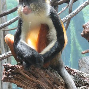 Congo Gorilla Forest