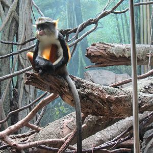 Congo Gorilla Forest