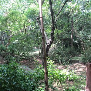 Congo Gorilla Forest