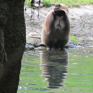 Baboon Reserve