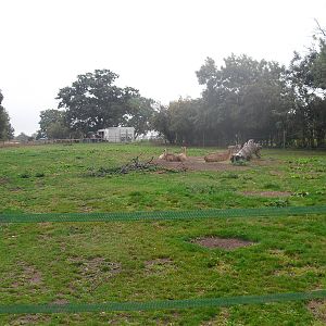 Guanaco Enclosure - 06/09/2011